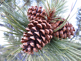 Ponderosa pine - Pinus ponderosa, Montana's state tree