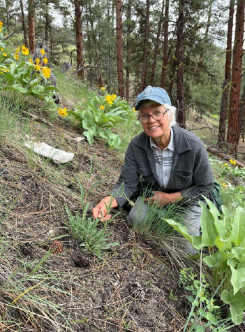 Citizen botanist finds Penstemon lemhienisis 