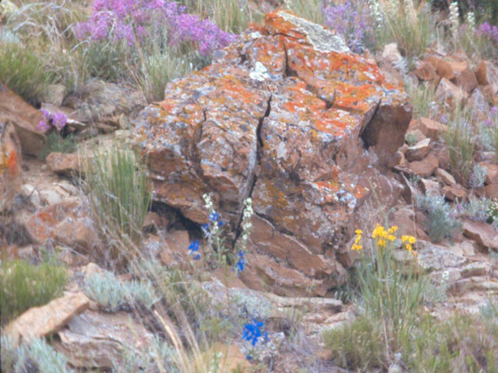 Photo of a rocky area with a variety of native grasses and forbs illustrating sustainability